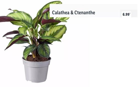 Calathea & Ctenanthe / LIDL Calathea & Ctenanthe / LIDL