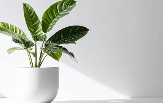 La planta Calathea son perfectas para decorar espacios/ CANVA La planta Calathea son perfectas para decorar espacios/ CANVA