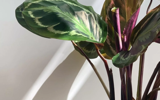 Una planta Calathea crecida/ CANVA Una planta Calathea crecida/ CANVA