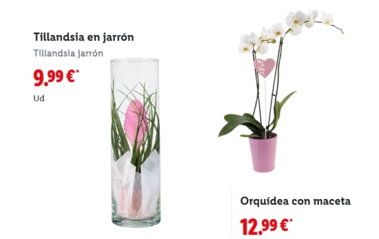 Plantas en jarrón y maceta/ LIDL Plantas en jarrón y maceta/ LIDL