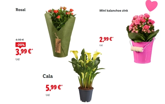 Flores en maceta/ LIDL Flores en maceta/ LIDL