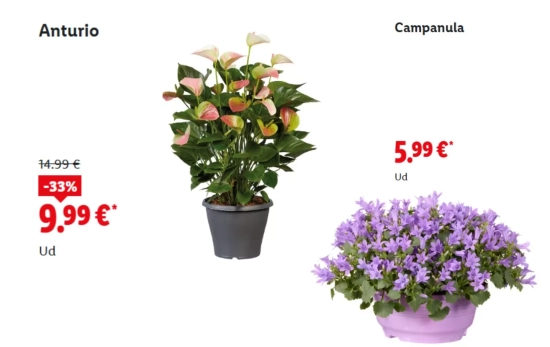 Anturio y campanula/ LIDL Anturio y campanula/ LIDL