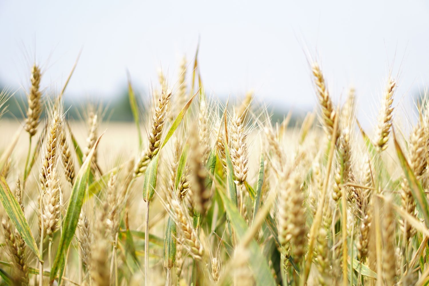 La cosecha de cereales como el trigo será “la peor de las tres últimas décadas”/ Pexels