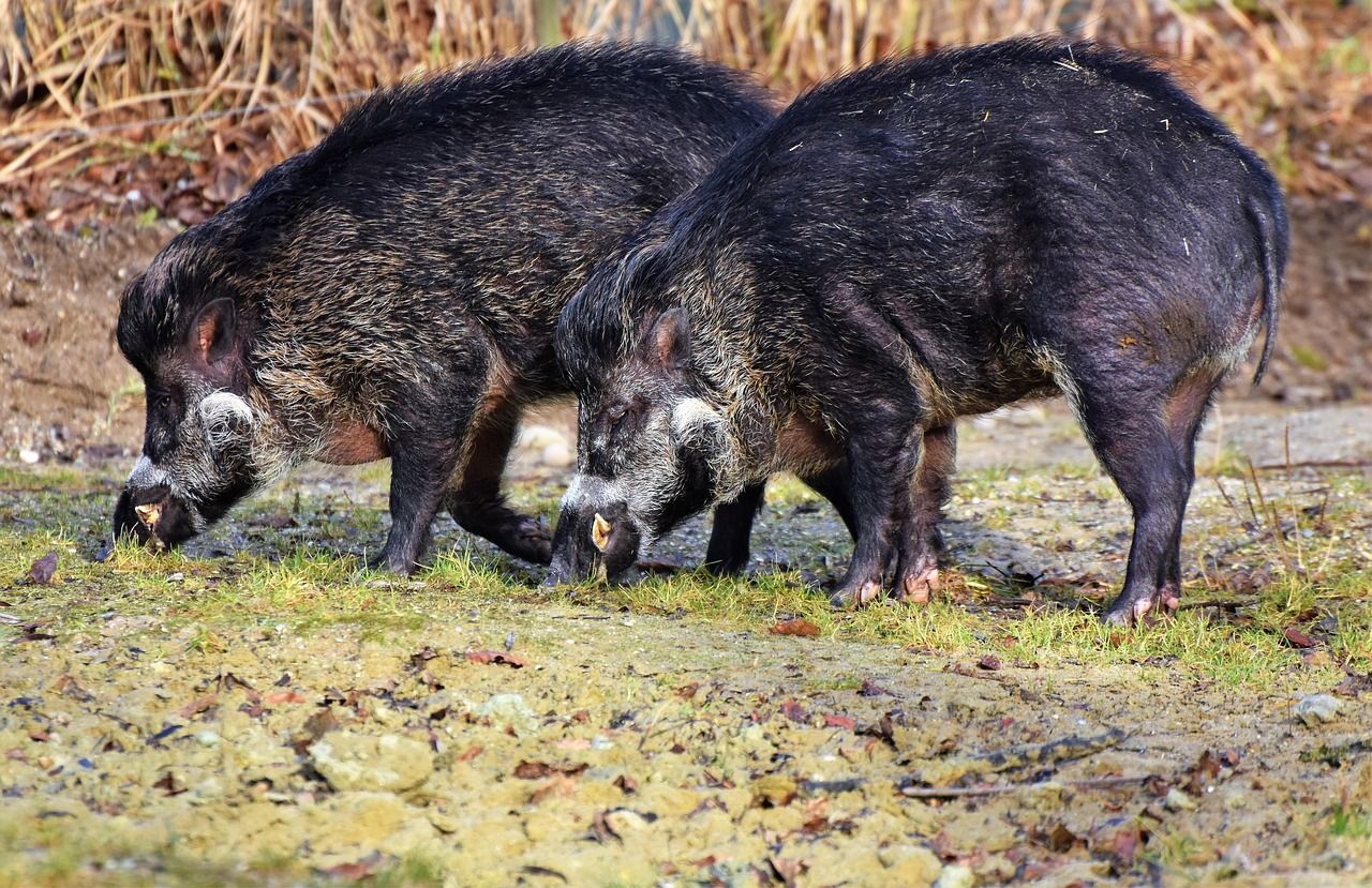 Dos jabalíes que comen en el monte / PIXABAY