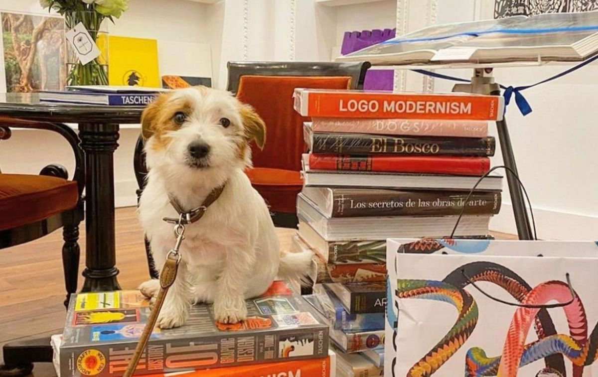 Un visitante canino en una de las librerías para perros de España, Taschen Store Madrid / CEDIDA