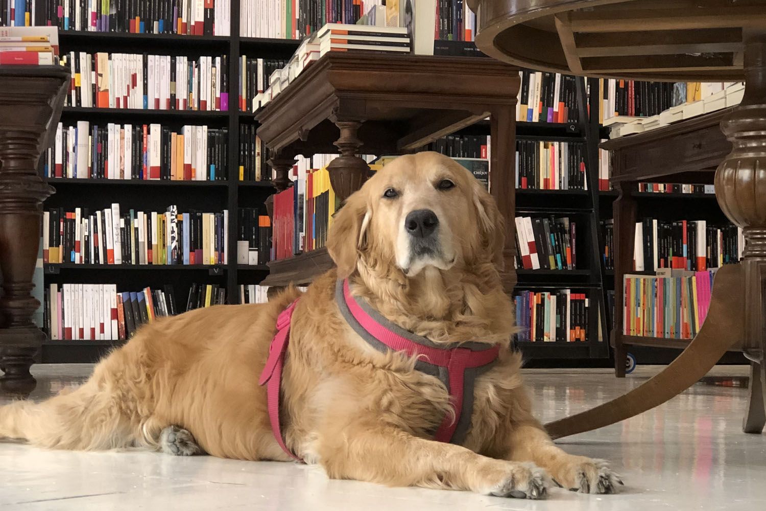 Aurora posa muy seria en La Mistral, una de las librerías que aceptan perros / CEDIDA