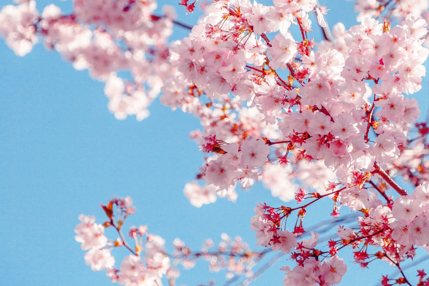 Un árbol en flor en primavera / PEXELS
