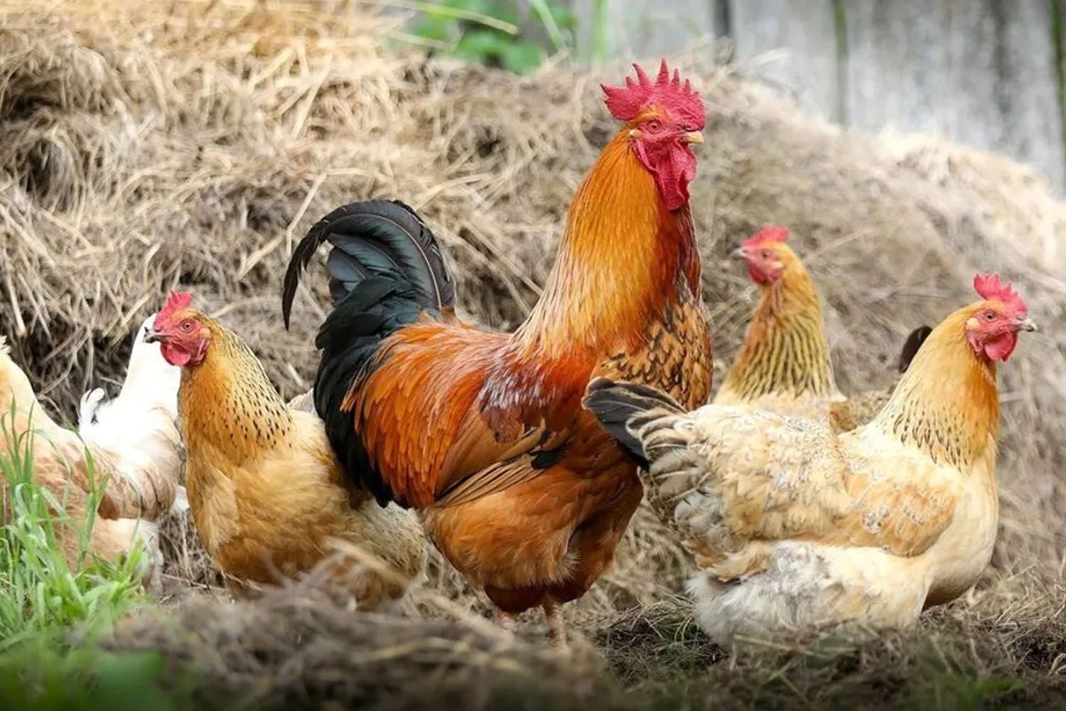 Gallinas y gallos libres / EP