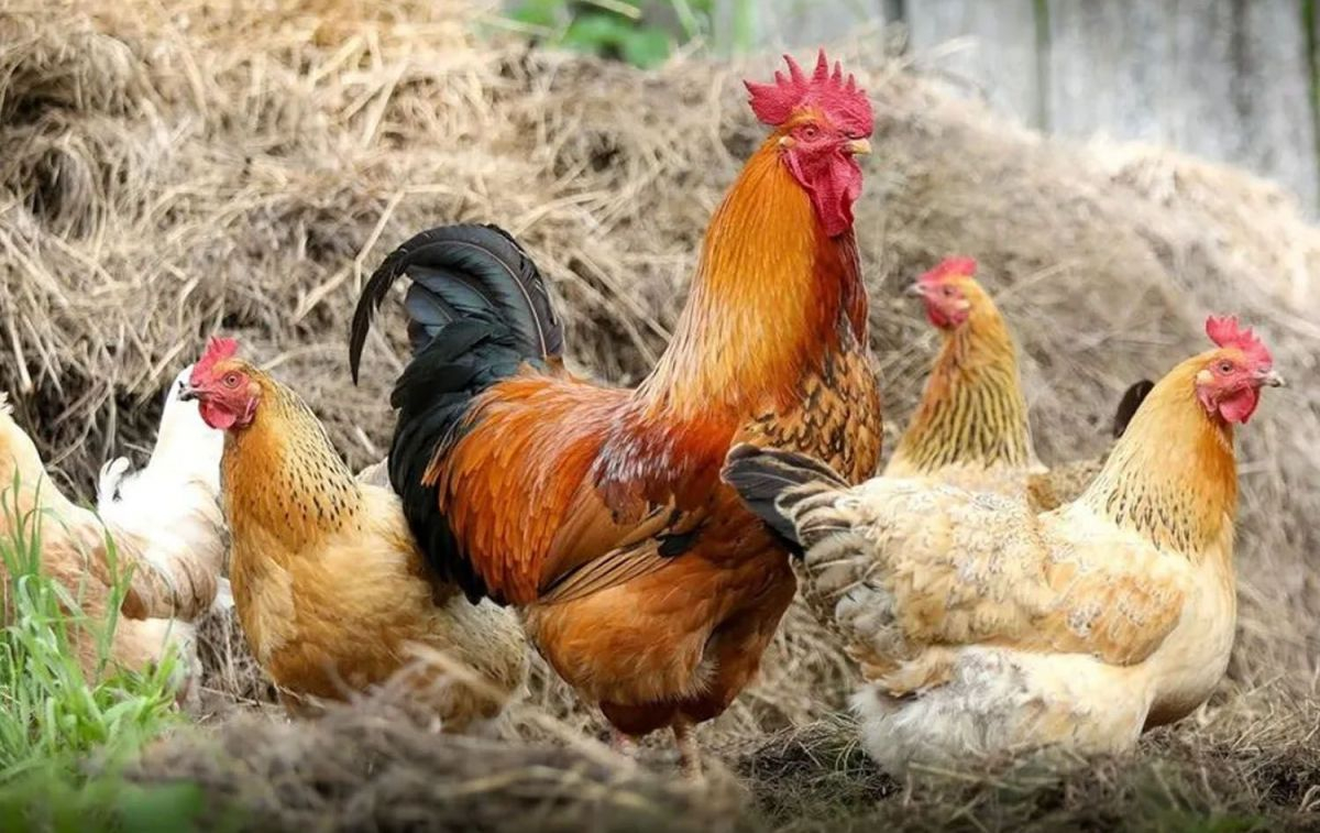 Gallinas y gallos libres / EP