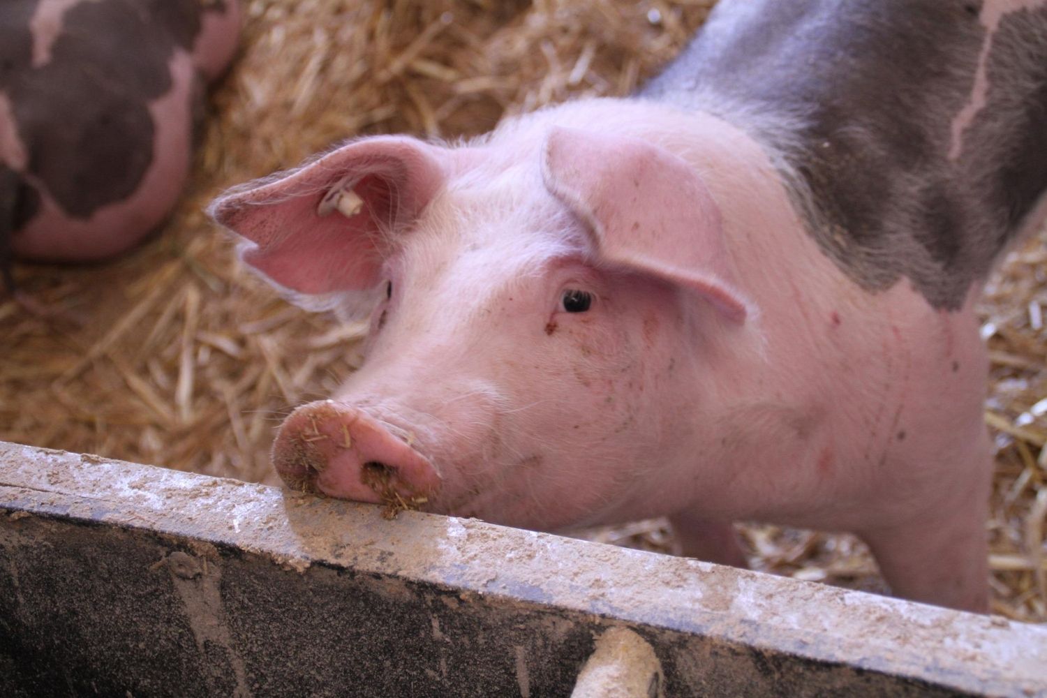 Un cerdo en una granja, en mitad de una amenaza de la peste porcina / PIXABAY