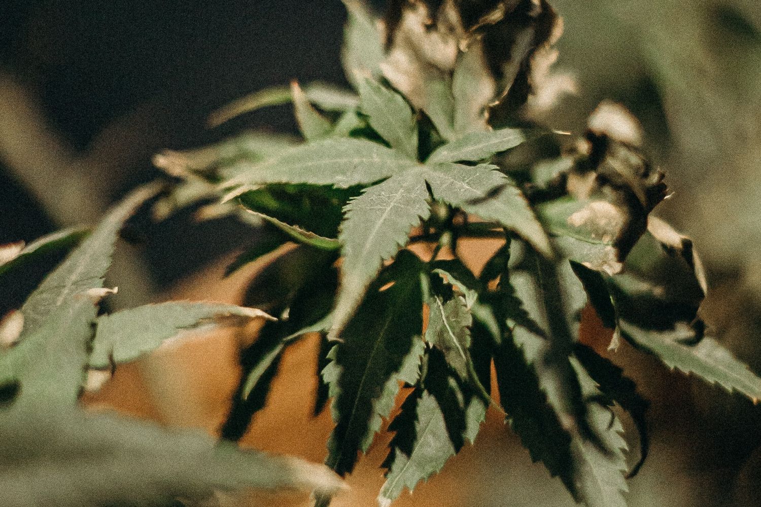 Una planta de cannabis / PEXELS