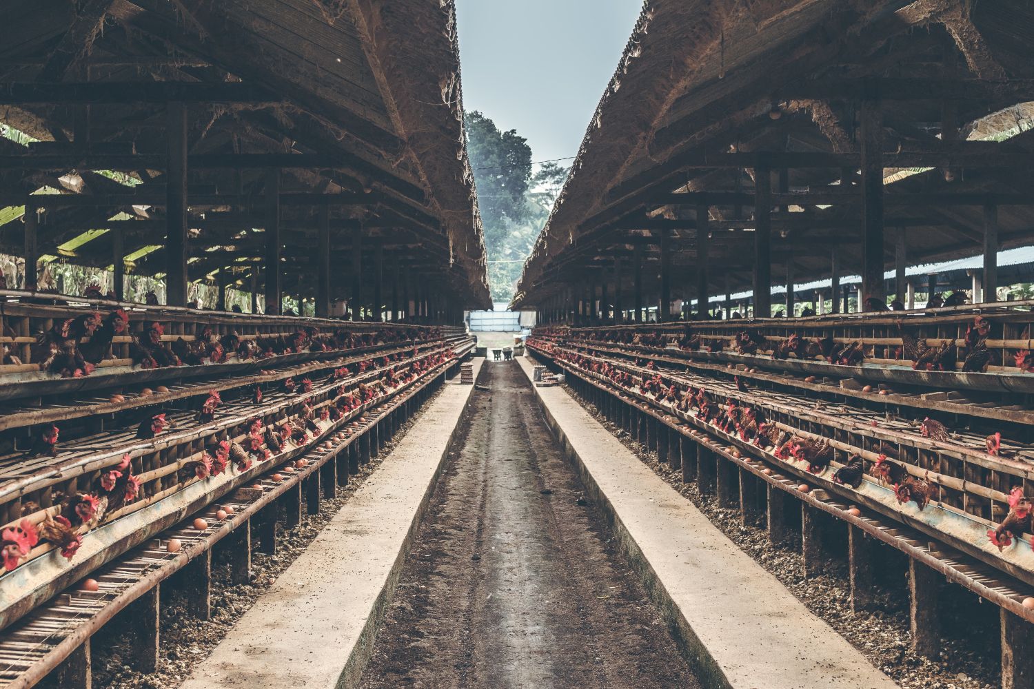 Una granja de pollos de engorde / PEXELS