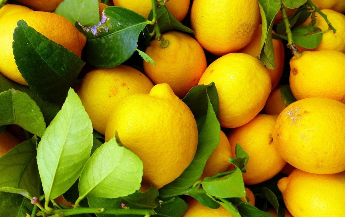 Limón cultivado en España / EP
