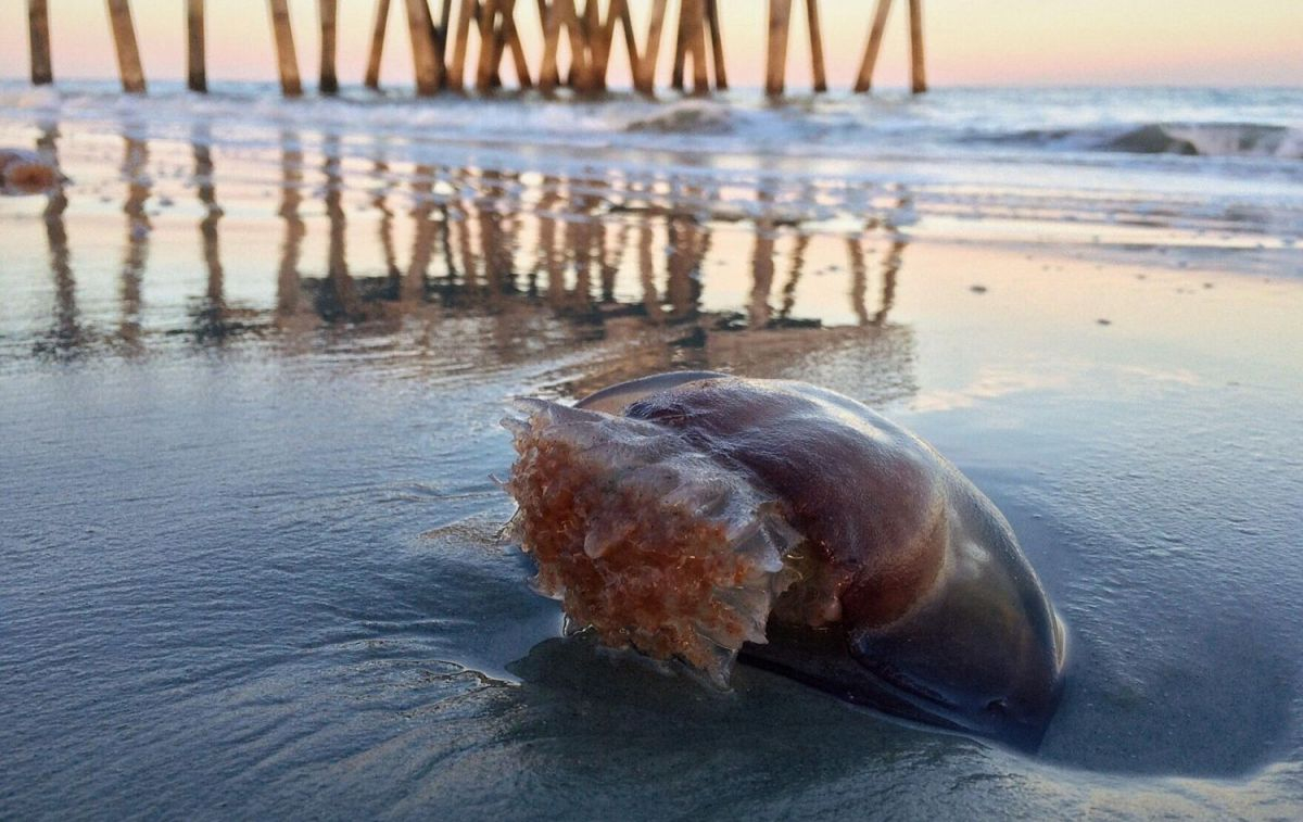 Una playa con medusas / PIXABAY