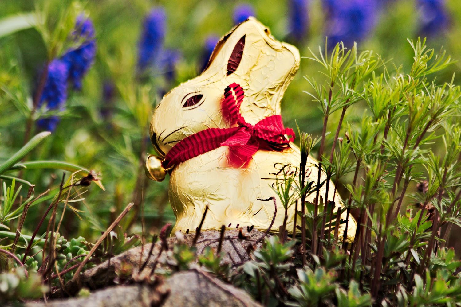 Un conejo de chocolate de Lindt / PIXABAY