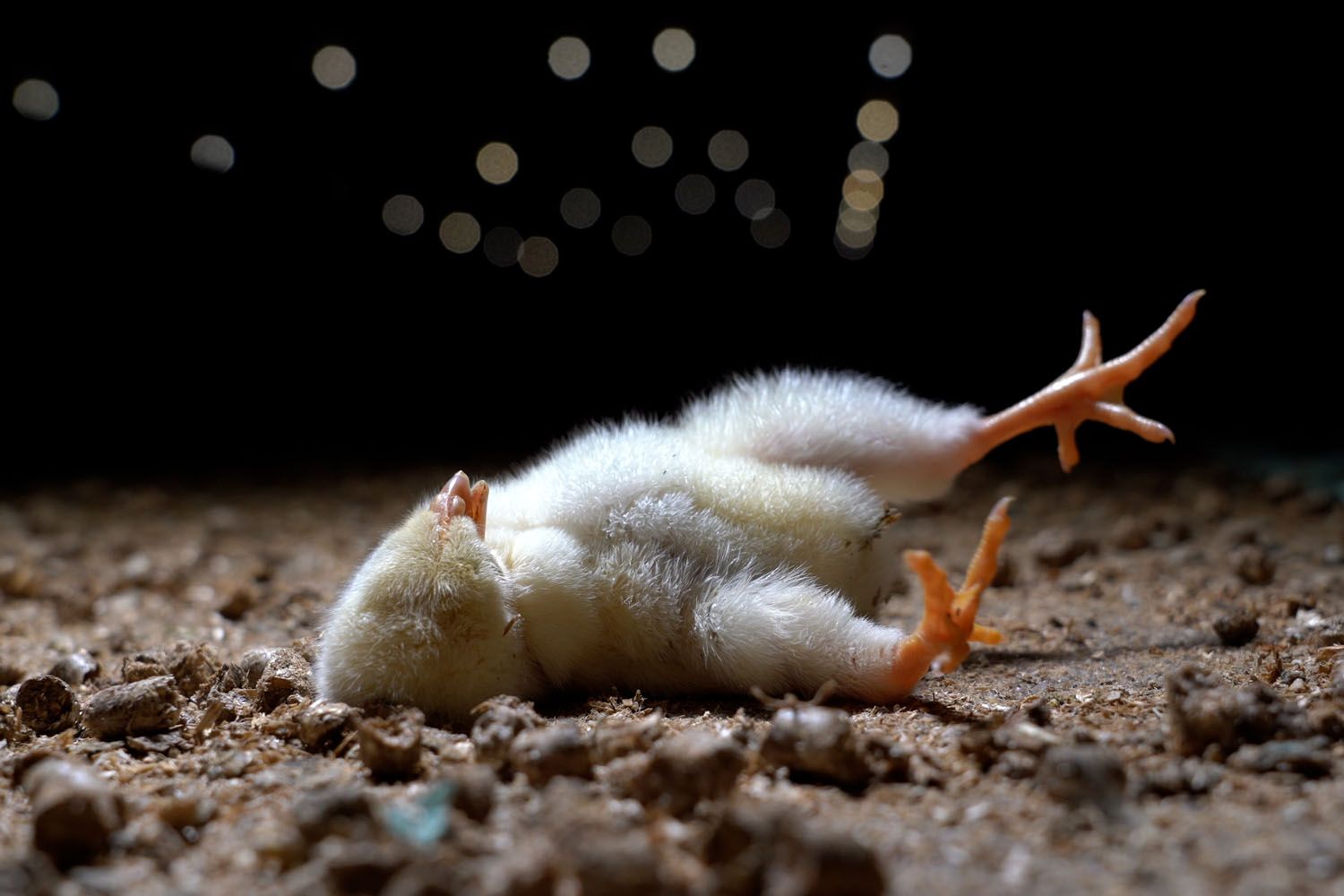 Denuncian a un proveedor de pollos de Lidl en España por maltrato animal