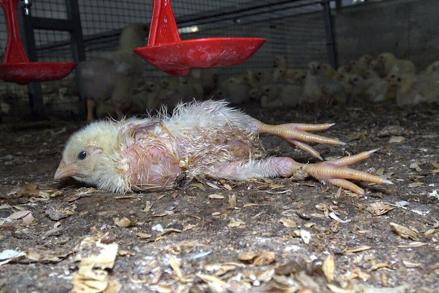 Un pollo agonizando en una macrogranja italiana vinculada a un proveedor de Lidl / ESSERE ANIMALI EQUALIA