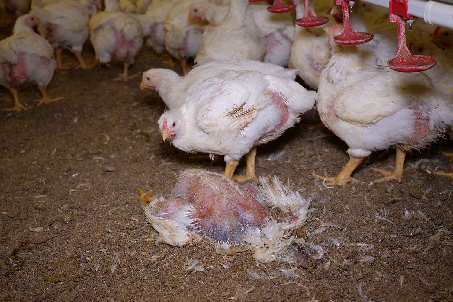 El 70% de los productos de pollos de Lidl contienen bacterias en Alemania:  ¿Pasa igual en España?