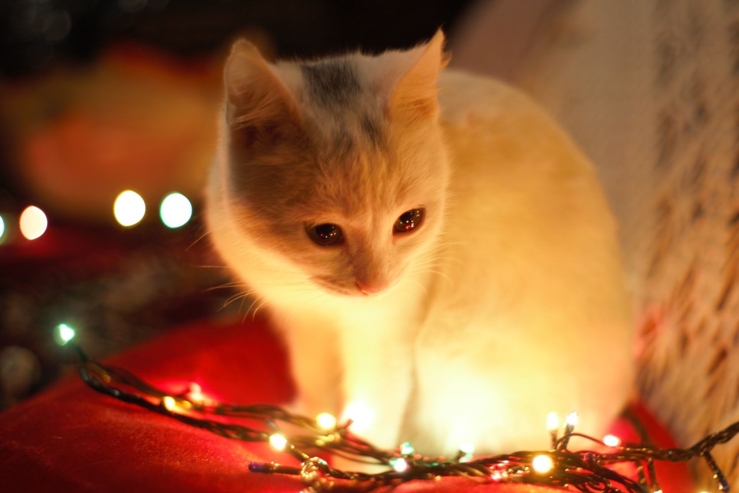 Un gato junto a unas luces, uno de los elementos más peligrosos para las mascotas en Navidades / PEXELS