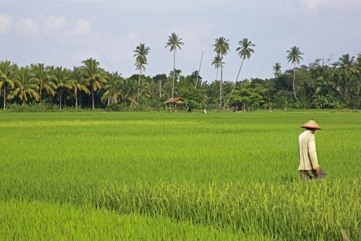 Producción de arroz en Myanmar / EP