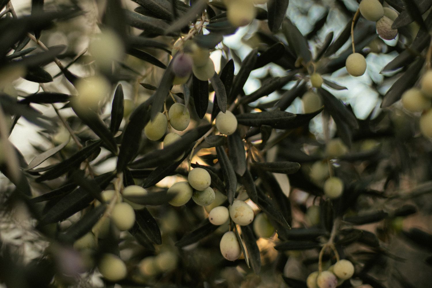 Aceitunas en un olivo / PEXELS