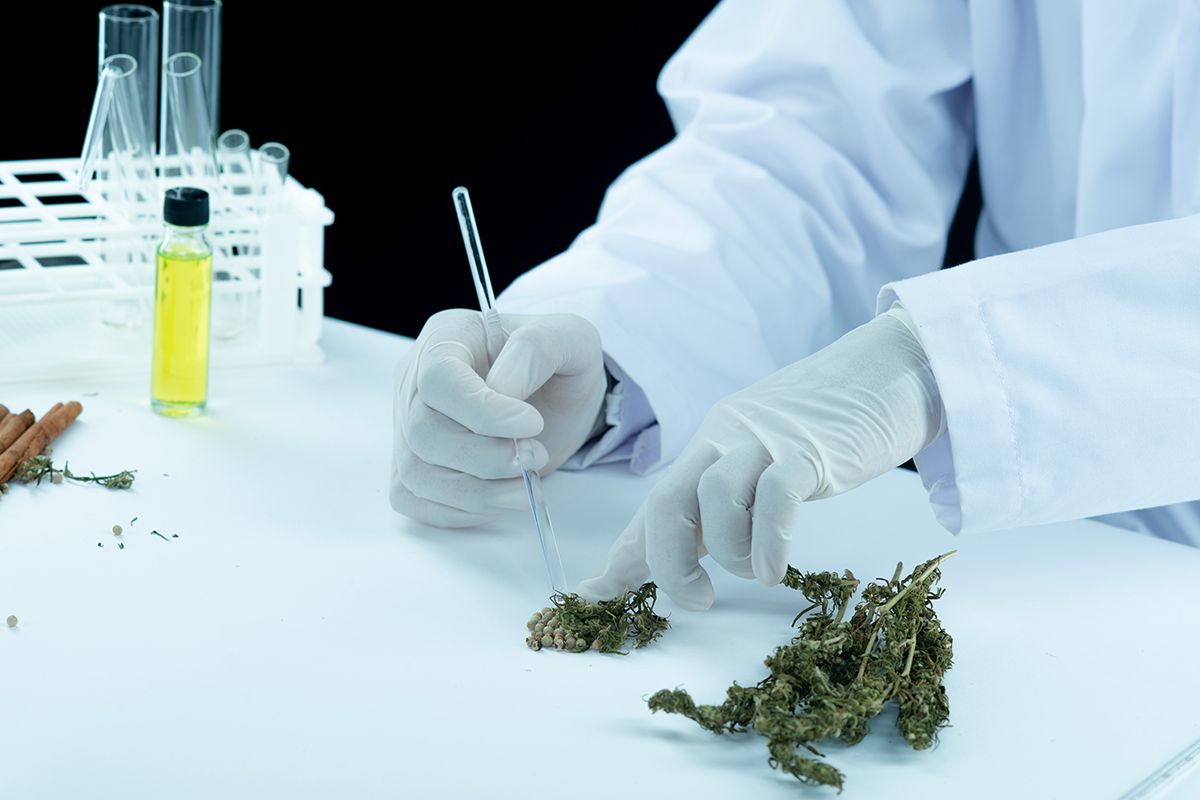 Un profesional sanitario manipula cannabis en un laboratorio / FREEPIK