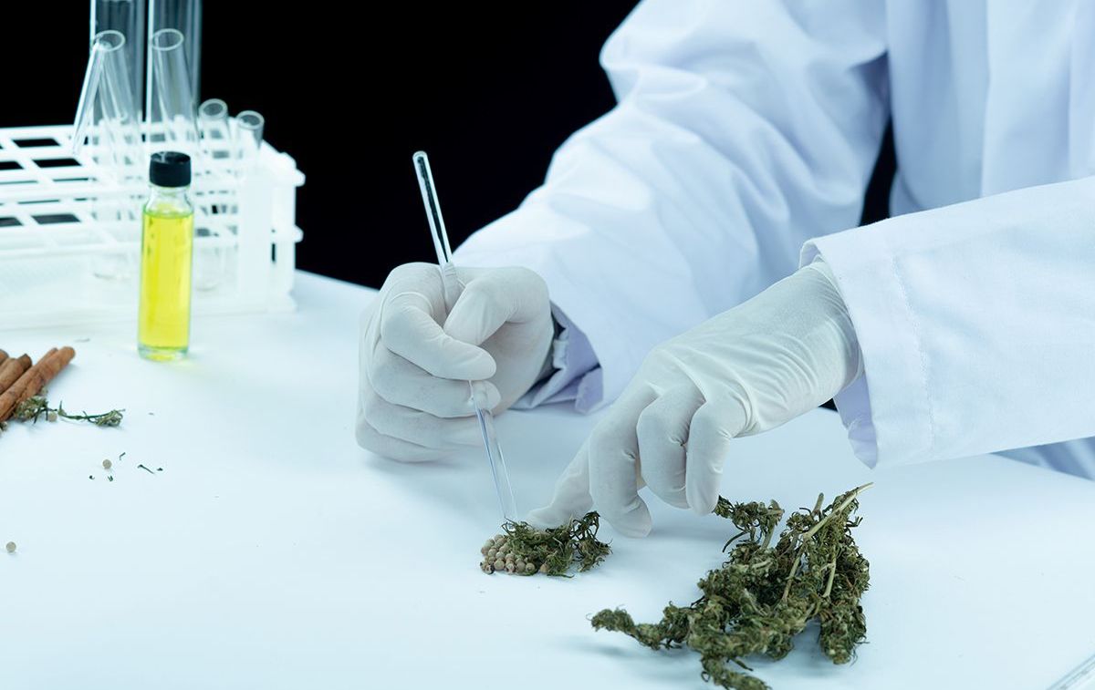 Un profesional sanitario manipula cannabis en un laboratorio / FREEPIK