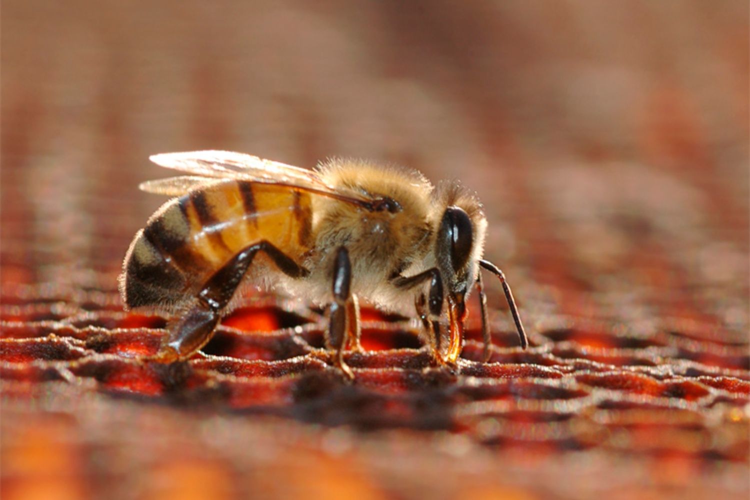 Una abeja en un panal con miel / FREEPIK