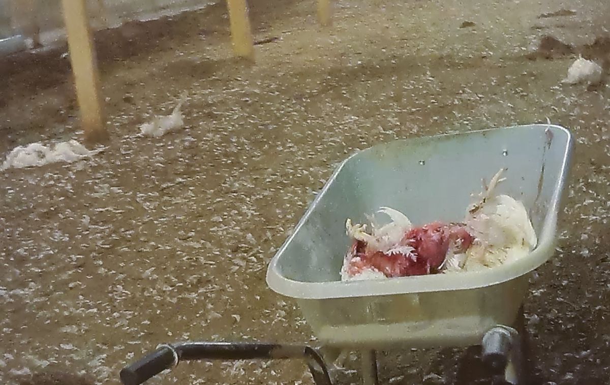 Los pollos de una macrogranja en Reino Unido que provee a Lidl sufren maltrato animal Foto cedid