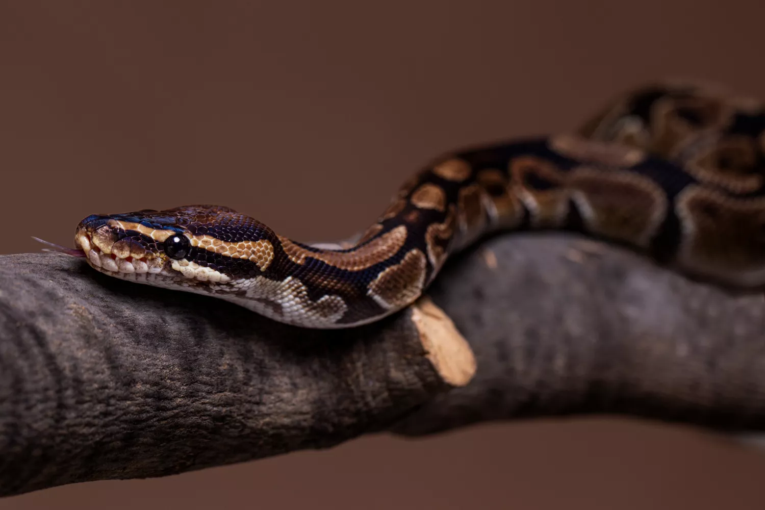 Una serpiente que puede acceder a casa / FREEPIK