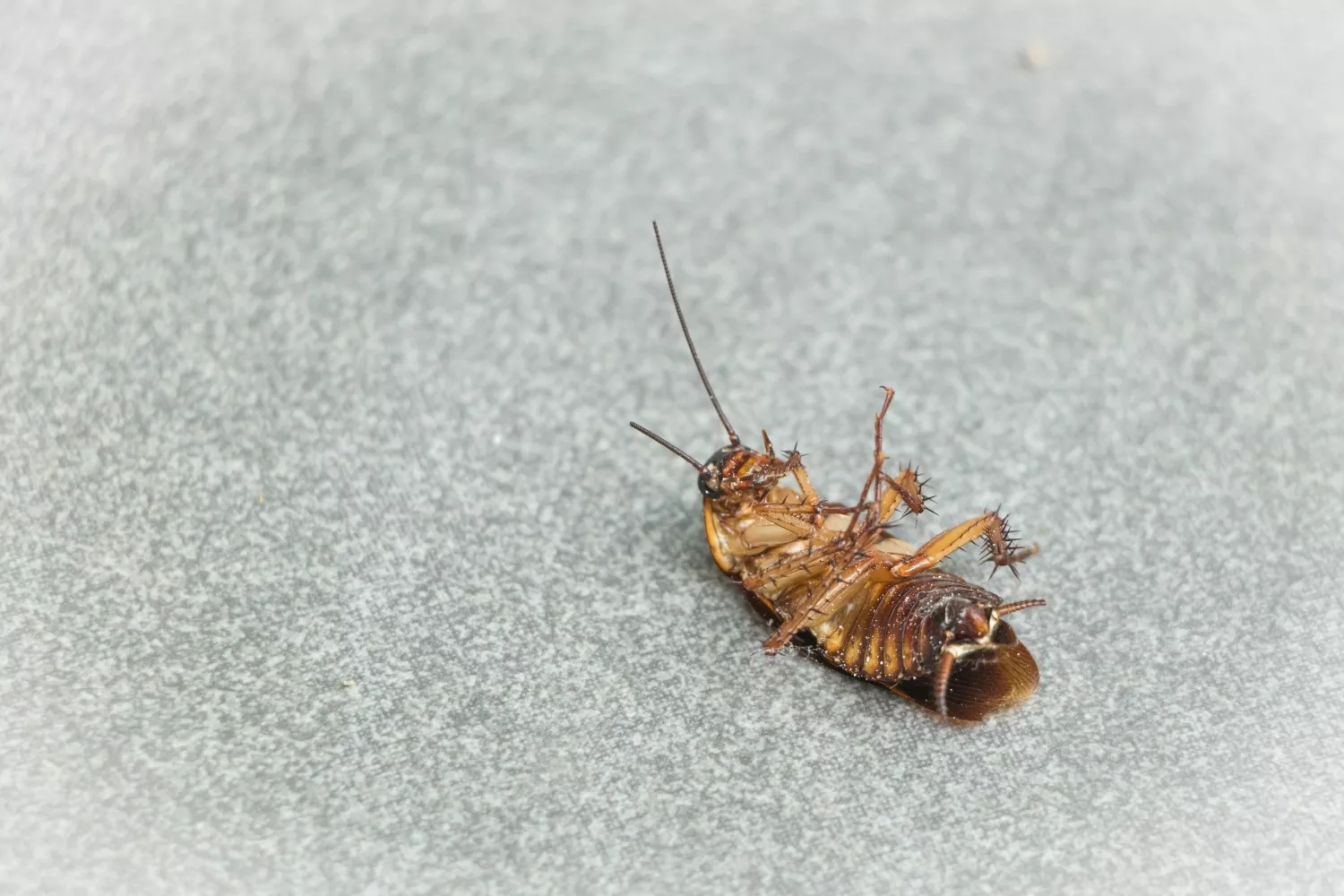 Un cucaracha que ha entrado en casa / PEXELS