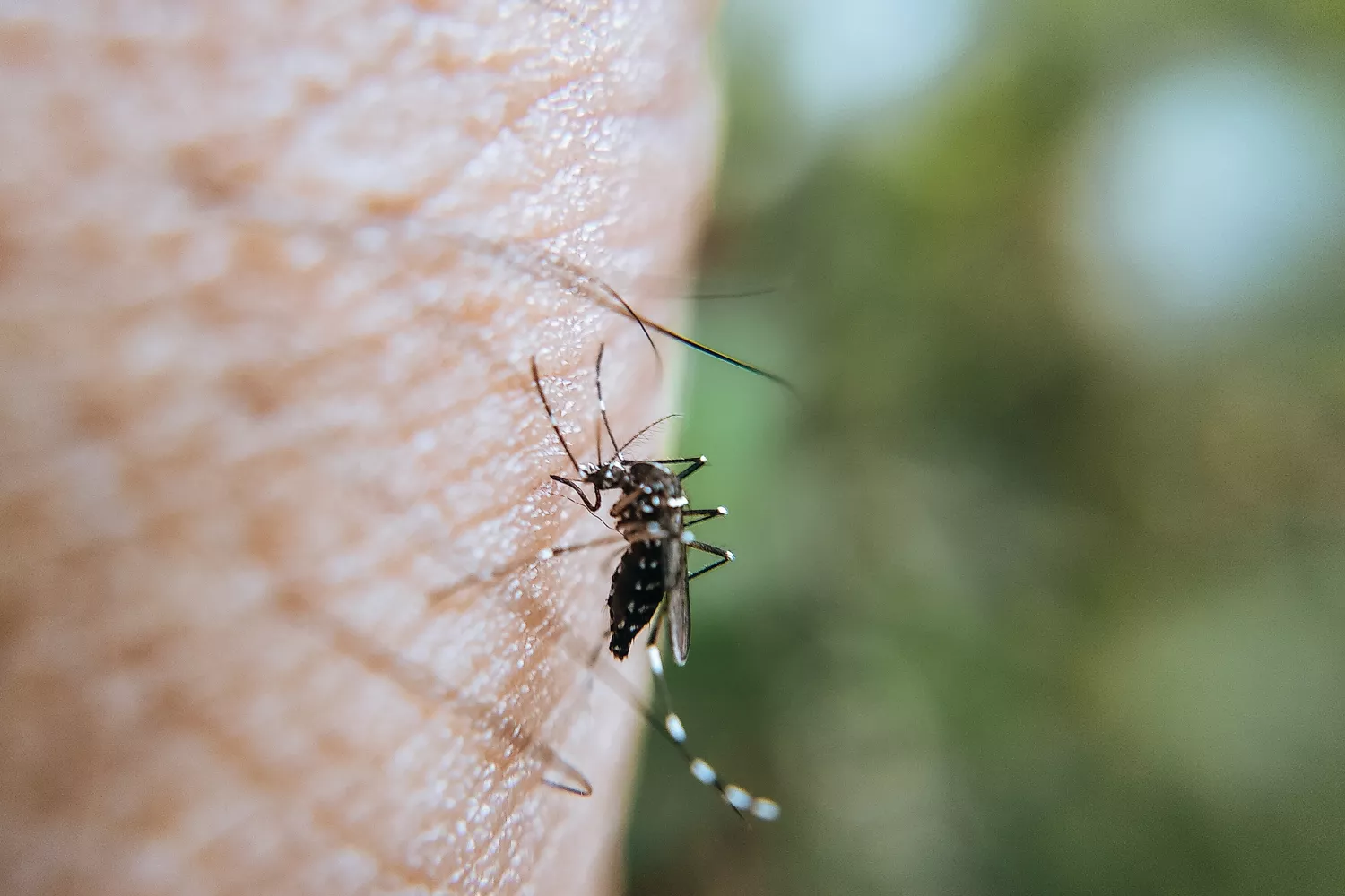 Una de las muchas especies de mosquitos existentes sobre la piel de una persona / PEXELS