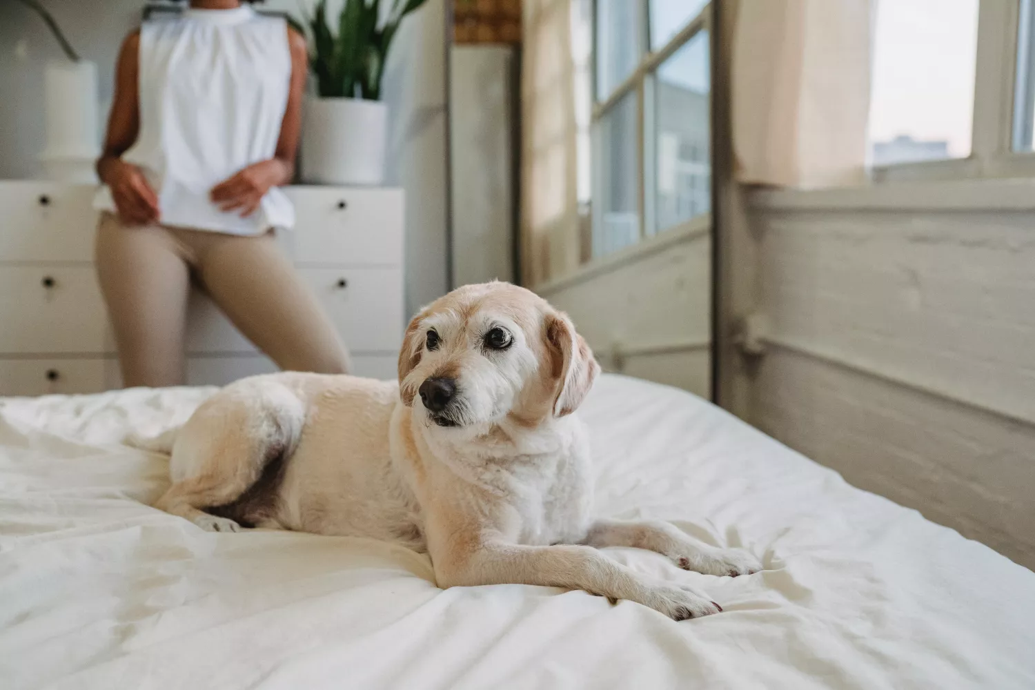 Un cachorro en casa / PEXELS