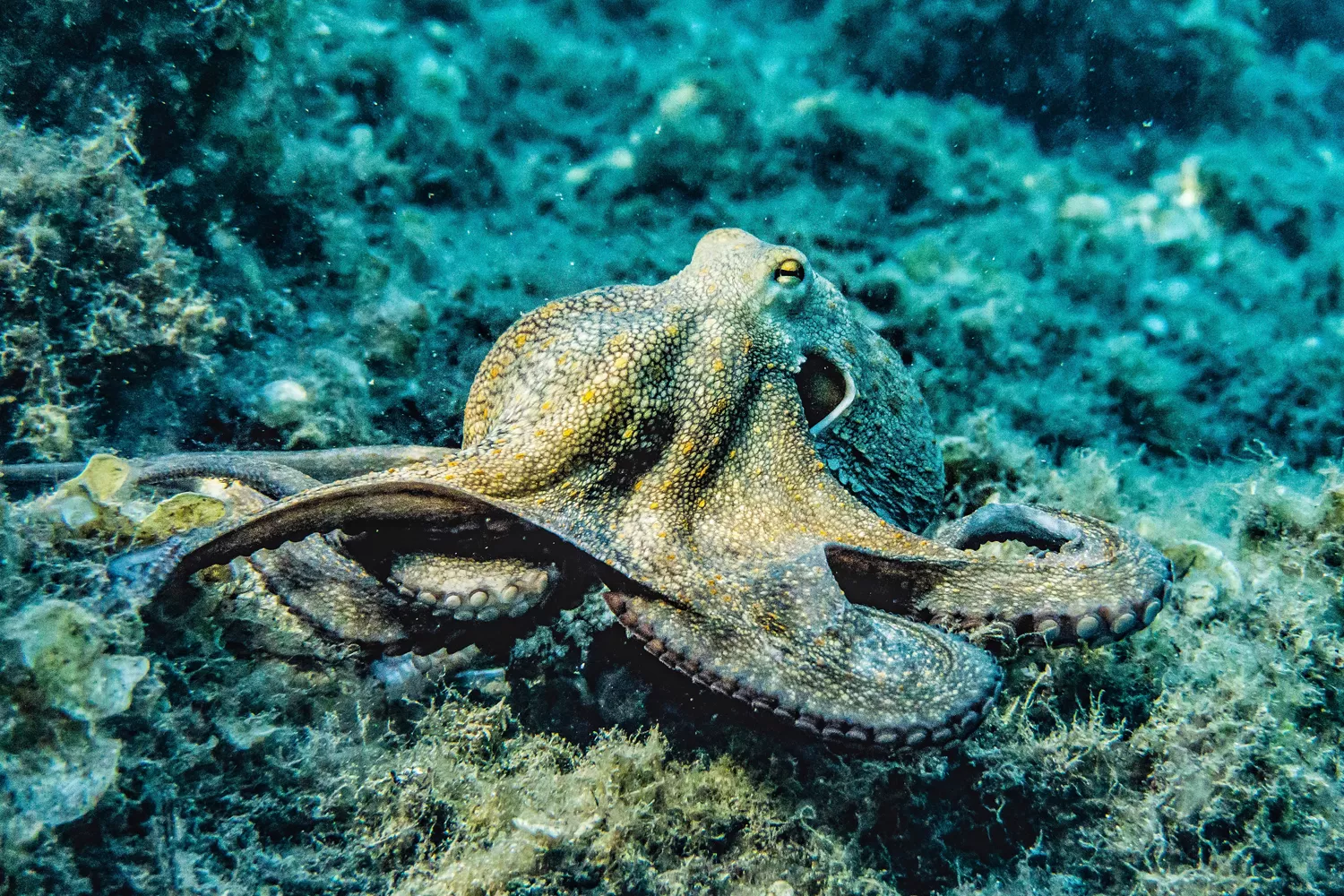 Un pulpo en libertad / PEXELS - PIA B