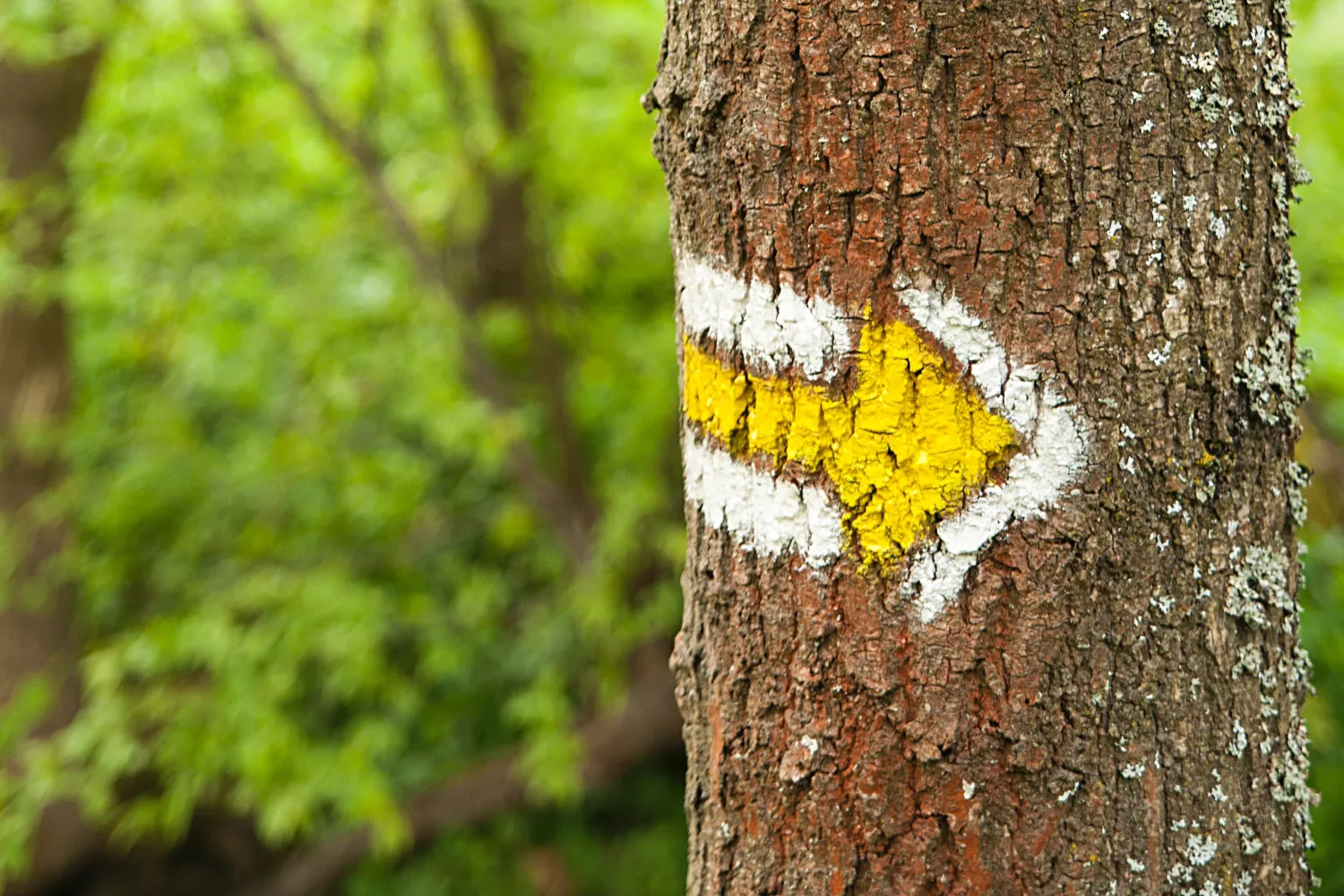 Pinturas en un árbol situado en un bosque / PEXELS