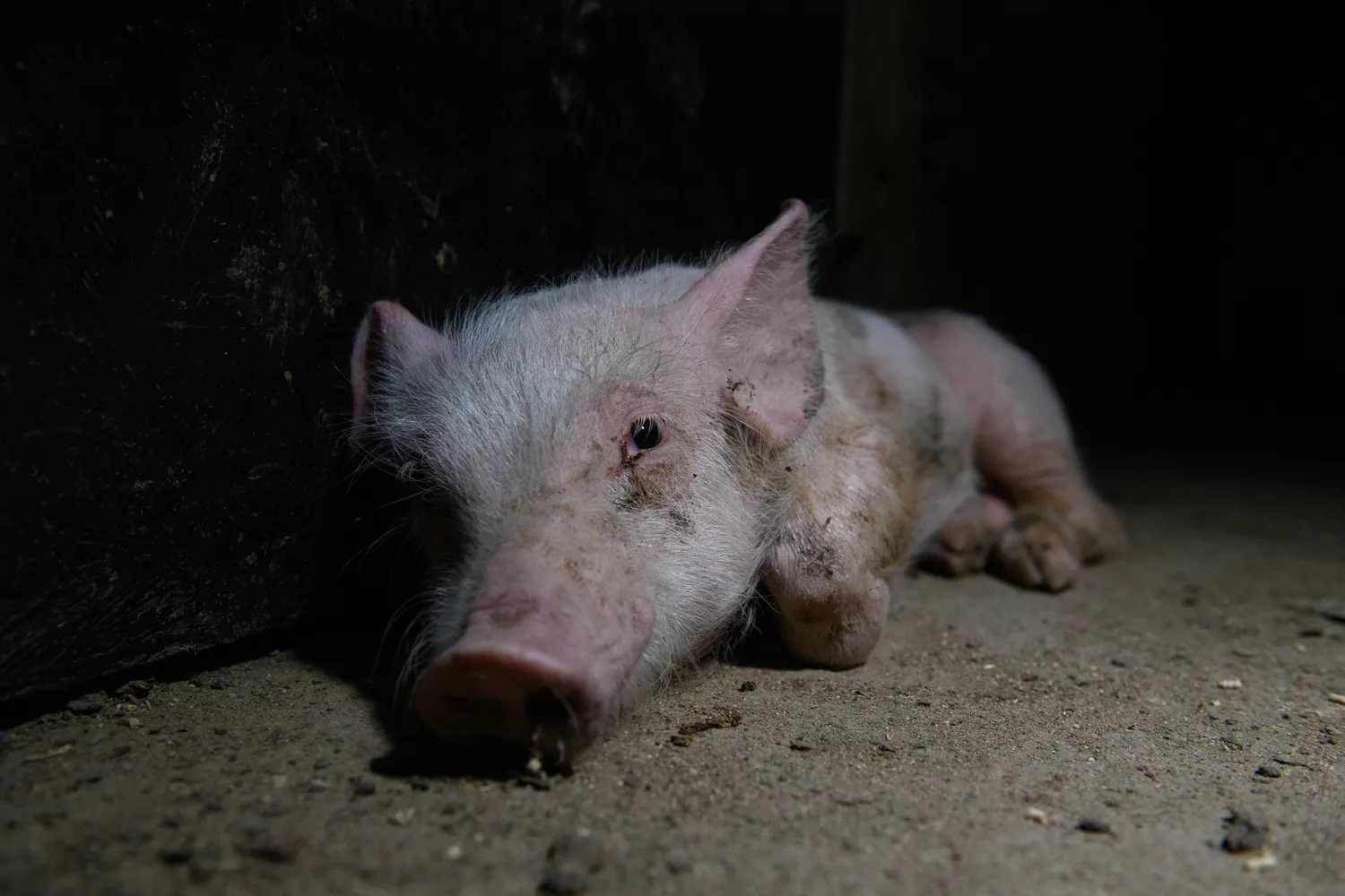 Uno de los cerdos malvive en una de las macrogranjas que hay en España / IGUALDAD ANIMAL