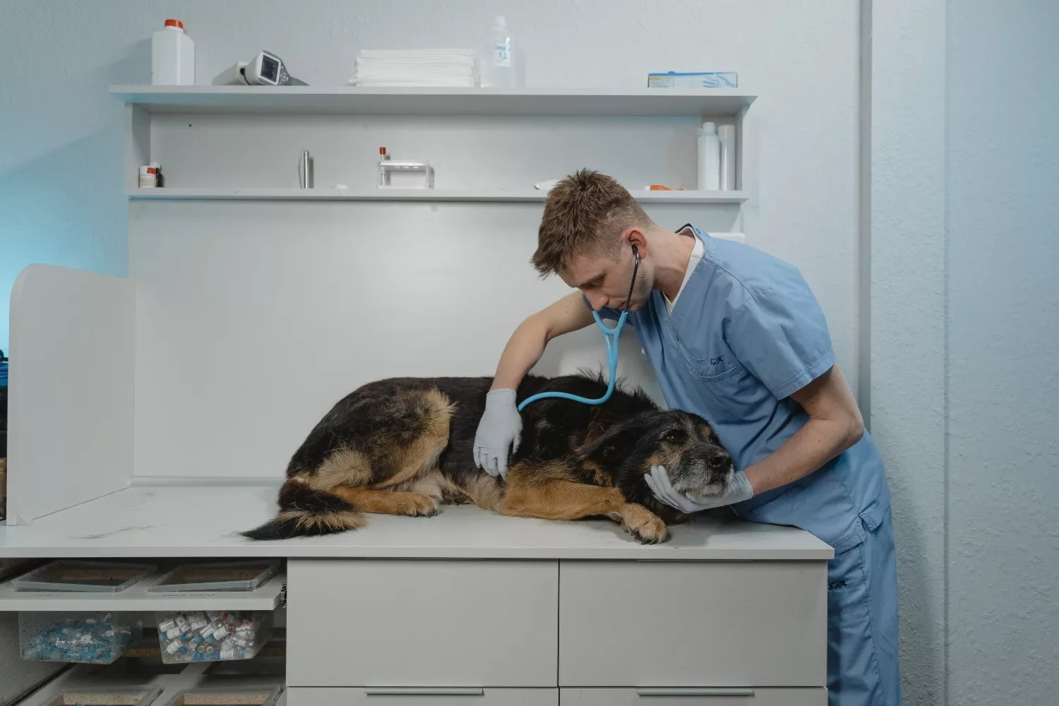 Un veterinario / PEXELS