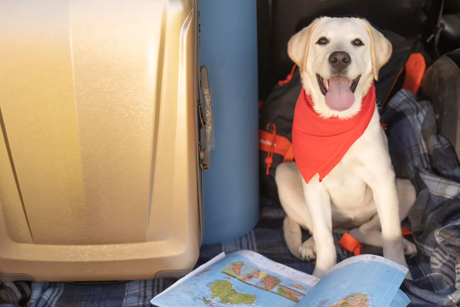 Un perro antes de subirse a un avión / FREEPIK