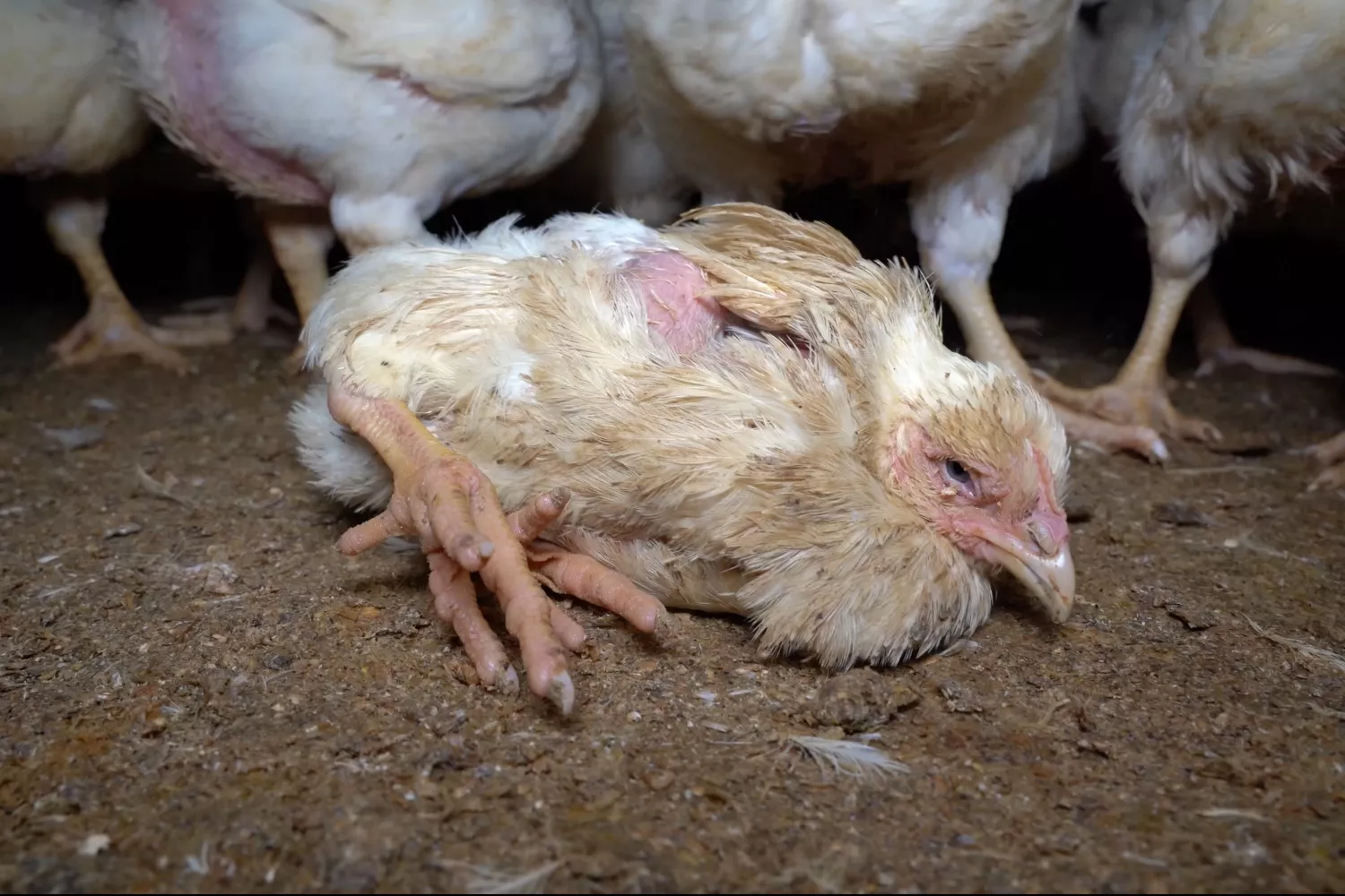 Un pollo agonizando en una macrogranja alemana vinculada a un proveedor de Lidl / EQUALIA