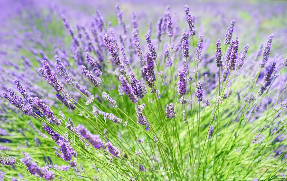 Lavanda, una de las plantas aromáticas para acabar con los chinches / PIXABAY