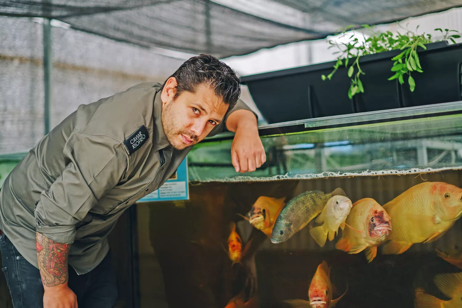 El chef galardonado con una Estrella Verde Michelin, Diego Gallegos, con algunos de los peces que cría / SOLLO