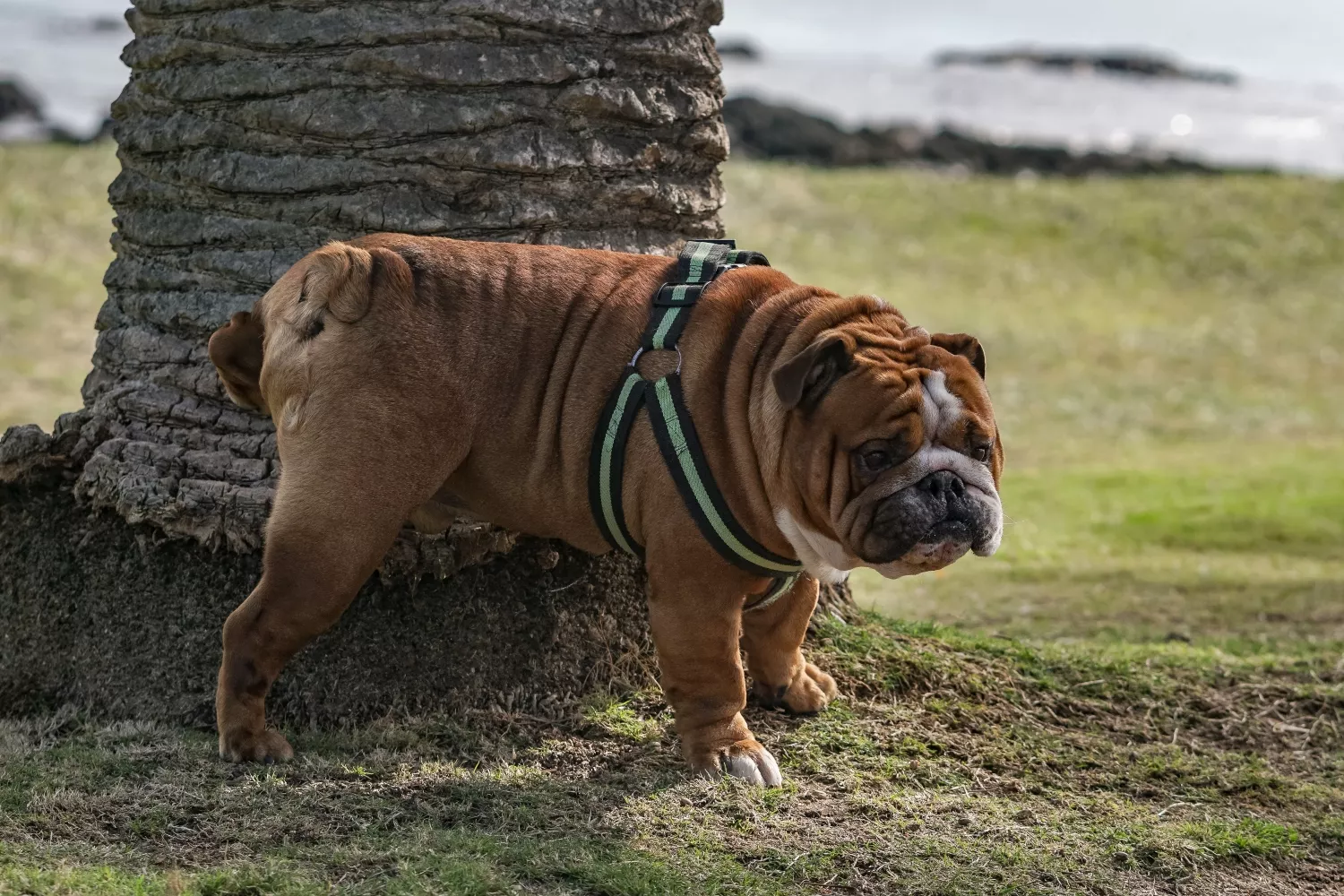 Hay personas que utilizan azufre para evitar que los perros orinen en los portales / UNSPLASH