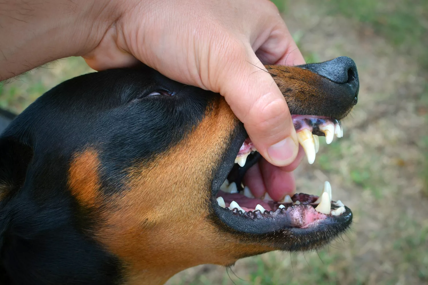 Un perro muerde la mano de una persona / FREEPIK - @aleksandarlittlewolf