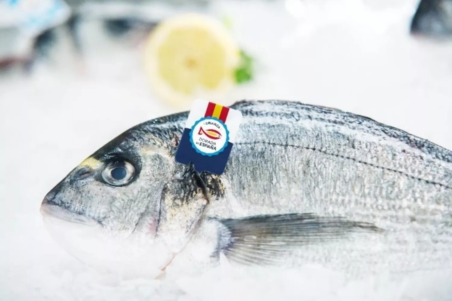 'Pescado español, pescado fresco', la campaña para reconocer el pescado 100% español en los puntos de venta / CMRE