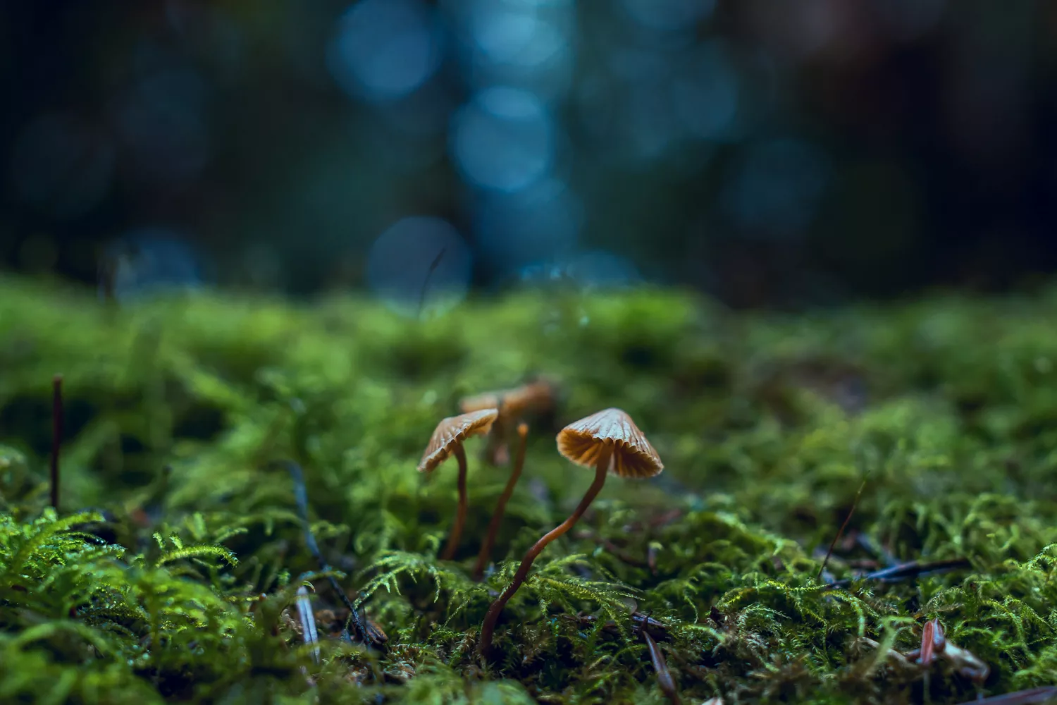 Setas en el campo español, donde su recolección depende de la normativa de cada comunidad / PEXELS