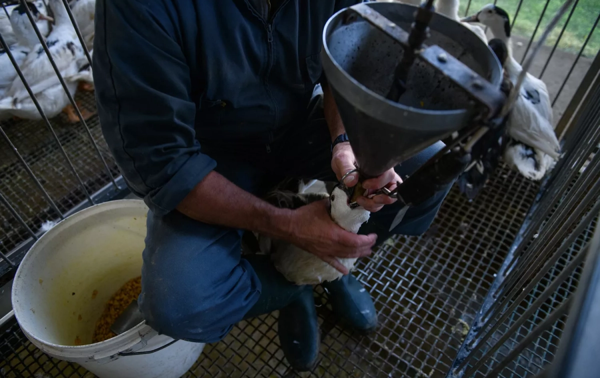 Una persona somete a un animal a la cruel práctica de la alimentación forzada / IGUALDAD ANIMAL