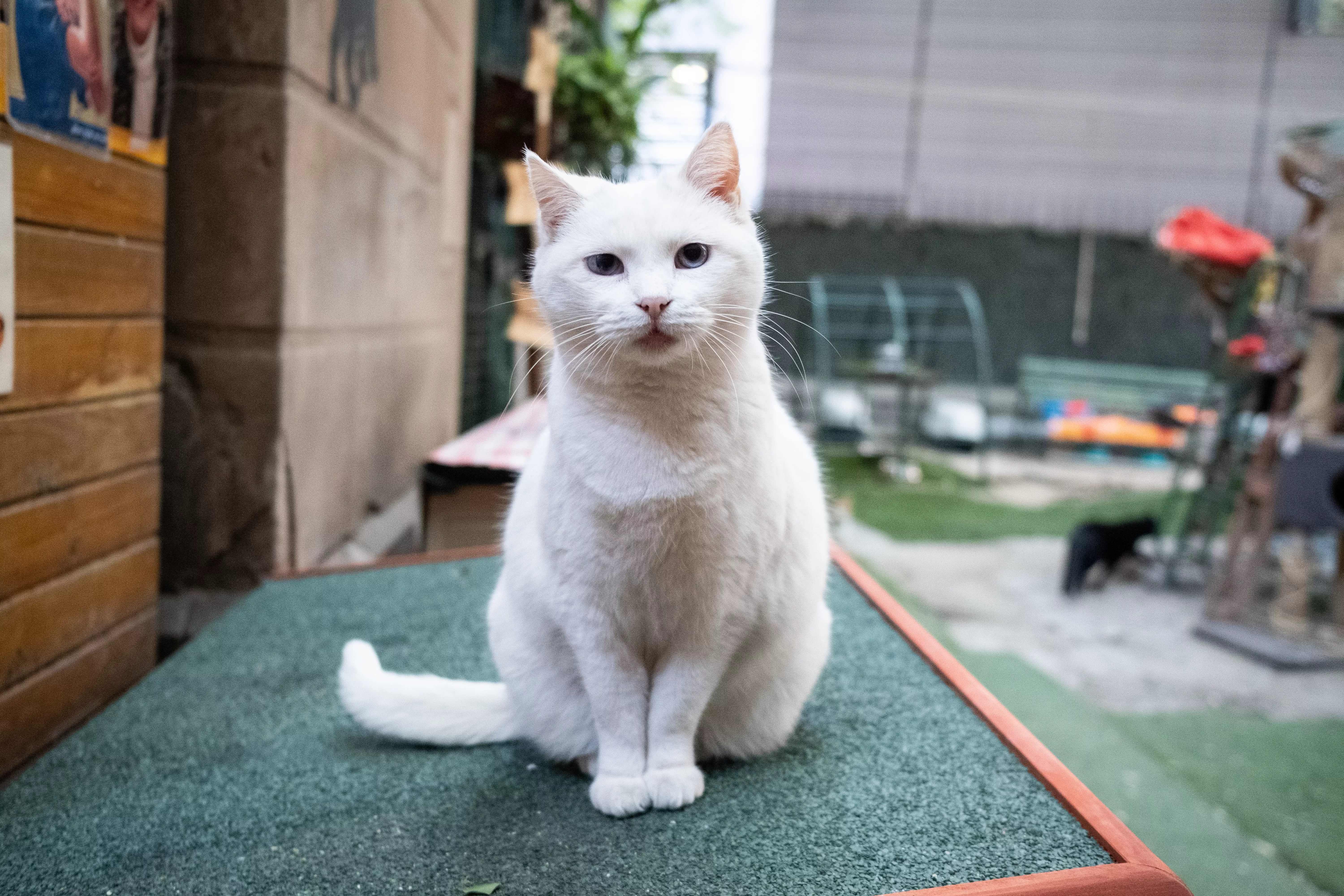 Un gato blanco que espera ser adoptado en el Jardinet dels Gats, el oasis animalista en el centro de Barcelona / SIMÓN SÁNCHEZ - CG