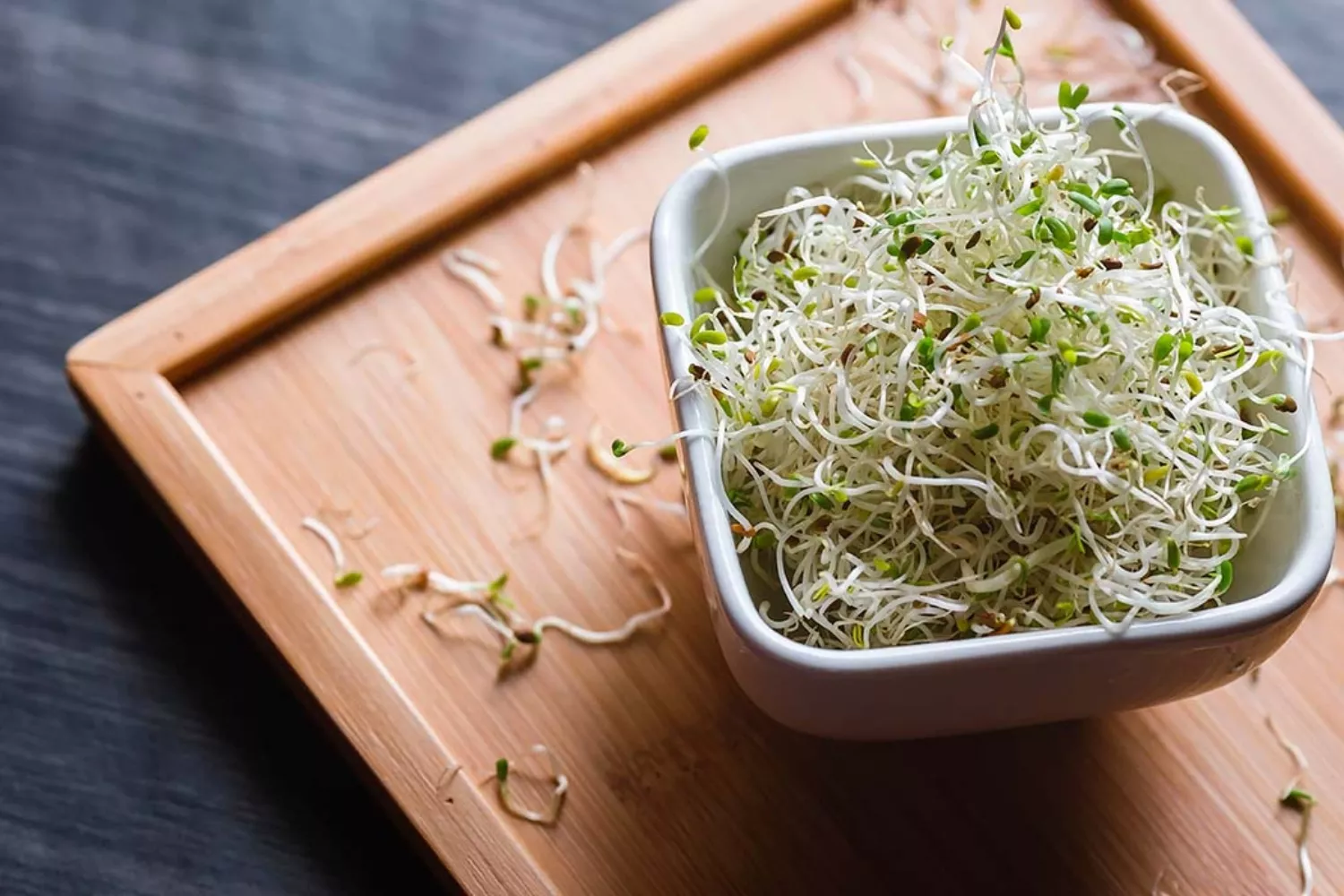 Brotes germinados de alfalfa 