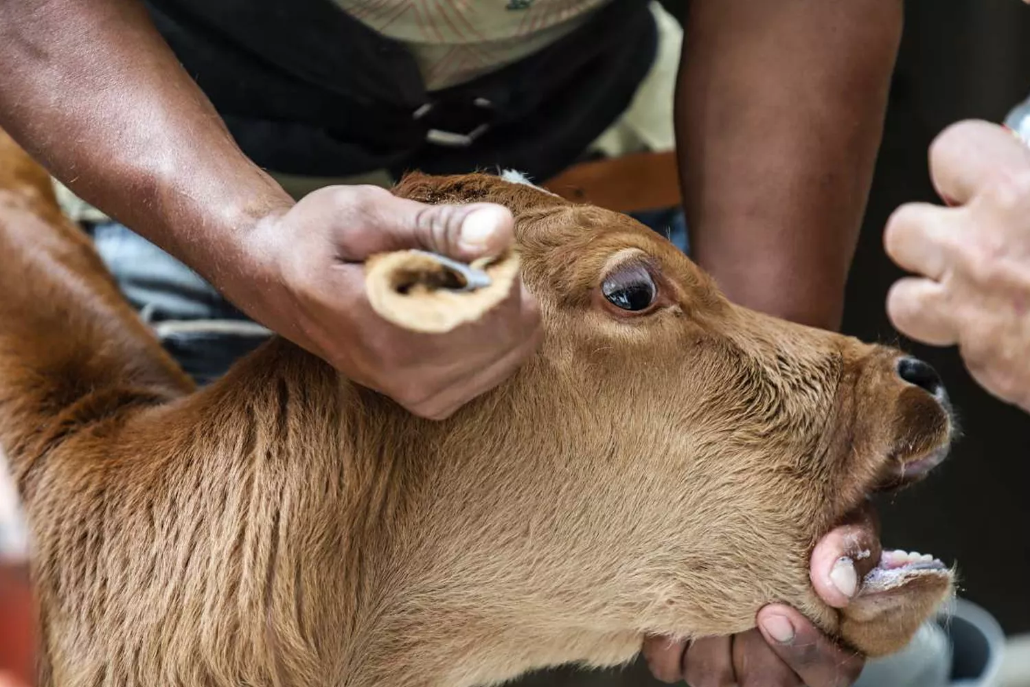 Varios trabajadores de la industria láctea proceden a cortarle los cuernos a un ternero IGUALDAD ANIMAL