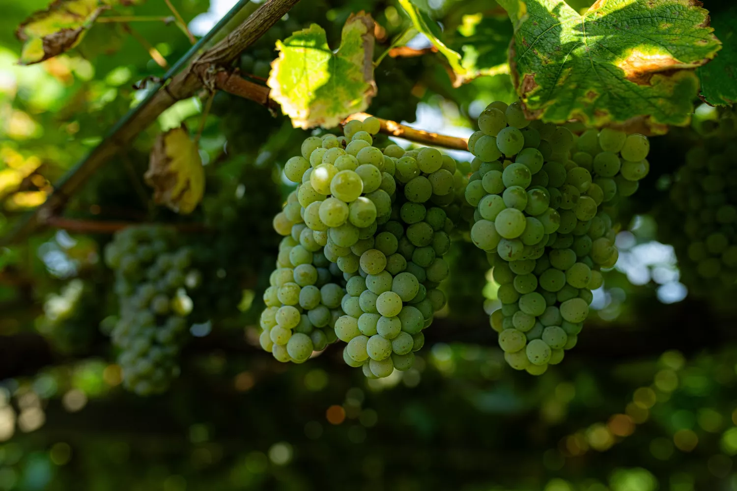 Un racimo de uvas como las de fin de año / EP 